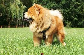 Über 80% neue produkte zum festpreis. The Golden Retriever Chow Mix The Ultimate Simplified Guide With Pics Retrievershub