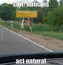 From the navigation bar you can choose the animal category under which you will find the main subcategories. Funny Animal Pictures With Captions Share Its Funny