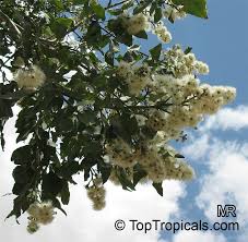 Image result for Eucalyptus torelliana