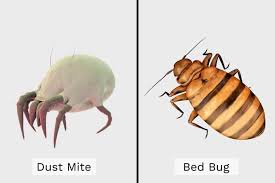 Image result for Dust mite