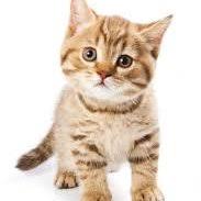 Nov 19, 2013 · ทอยเกอร์ (toyger) เกิดจากการผสมกันระหว่างพันธุ์ domestic shorthair กับพันธุ์ bengal เป็นแมวขนาดกลาง ลายบนตัวมันเป็นแนวตั้งล้อมรอบตัวเป็นลาย. à¸—à¸­à¸¢à¹€à¸à¸­à¸£ à¸‚à¸­à¸‡à¸œà¸¥ à¸• Catofpalit Twitter