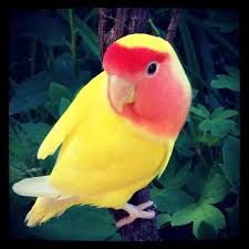 Pin On Lovebirds