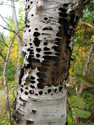 Invasive species, pests and unwanted plant growth. Recognizing Sapsucker Damage On Your Trees Pacific Northwest Pest Management Handbooks
