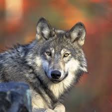 Wolf Facts Gray Wolves Timber Wolves Red Wolves Live Science