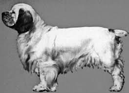 9 years, 4 months and 9 days old, 2 puppies. Clumber Spaniel Intelligent Choice Of The Right Pet Dog A Case Study Rogue Shock