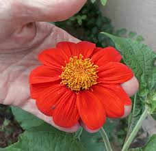 Image result for Tithonia