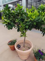 This fertilizer citrus trees in pots are formulated to work by enhancing the micronutrient levels of your. Indoor Citrus Wisconsin Horticulture
