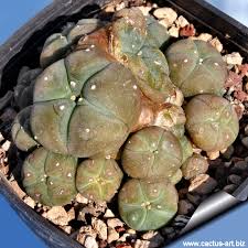 Does a cactus like one plant or multiple plants in a pot? Lophophora Forma Caespitosa