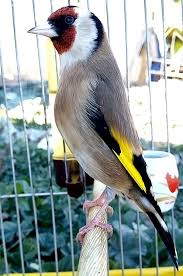La Star Du Chant D Oiseaux نجم الطيور المغردة Le Chardonneret Le Plus Beau Oiseau الحسون أجمل طير ماشاء الله Https Www Youtube Com C Bilel