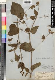 Image result for Commicarpus grandiflorus