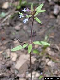 Image result for Brownleea parviflora