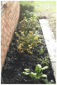 This plant is suitable for your usda zone 7a. Front Yard Makeover With The Southern Living Plant Collection Run To Radiance