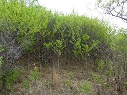 Image result for Afrocanthium gilfillanii