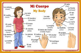 Spanish Language School Poster Parts Of The Body Wall Chart For Home And Classroom Spanish And English Bilingual Text