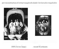 The winner is the one which gets best visibility on google. Megalodon Vs Orca Killer Whale Who Would Win By Max Hawthorne
