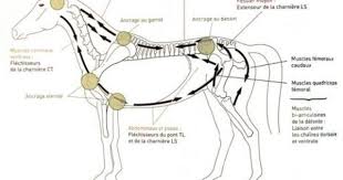 Mon Cheval A Mal Au Dos Ou Ailleurs Cheval Anatomie Du Cheval Ethologie Cheval