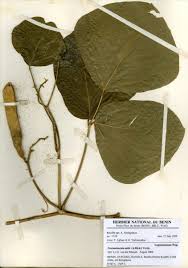 Image result for Neorautanenia mitis