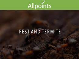 Copyright © 2021 mcminnville, tn. Termites Info A K Termite Mcminnville Tn