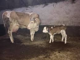 Hayvan pazarı programında bu hafta, piyasadaki gelişmelerin pazara yansımalarını, keyifli pazarlıklar ve sohbetleri ekranlarınıza. Afyonkarahisar Sultandagi Canli Hayvan Pazari Home Facebook