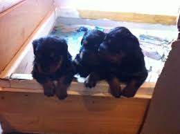 Have your puppy flown to your nearest airport in pet safe air cargo. Huge Beautiful Akc German Rottweiler Puppies For Sale In Elgin Illinois Classified Americanlisted Com