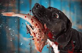 Can Dogs Eat Tuna In 2020 Can Dogs Eat Southern Bluefin Tuna Dog Eating