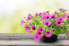 Check spelling or type a new query. Ecco 5 Fiori Estivi Facili Da Coltivare