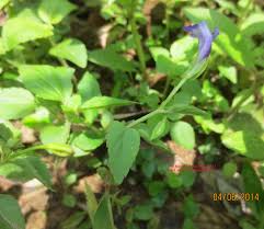 Image result for Torenia thouarsii