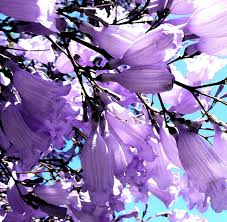 Jacaranda Jacarandas Hojas