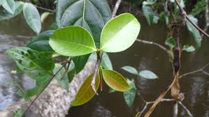 Image result for Malouetia