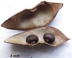 Image result for Rhynchosia viscosa