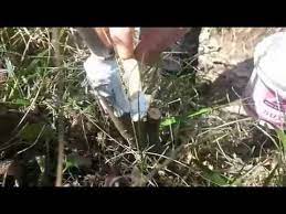 dut asilama panosundaki pin