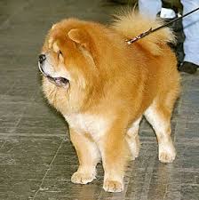 Intuitive fred888: Chow Chow - Wikipedia