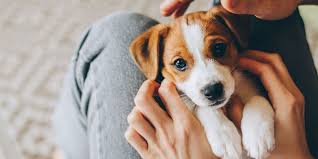 It is our commitment to provide quality veterinary care throughout the life of your pet. Privileged Critters Animal Hospital Inc Veterinarian In Lakeland Fl Us