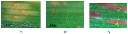 We did not find results for: Plants Free Full Text Pathological And Epidemiological Characterization Of First Outbreak Of Daylily Rust In Europe And Evaluation Of Puccinia Hemerocallidis Resistance In Hemerocallis Cultivars