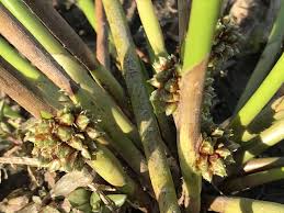 Image result for Schoenoplectiella articulata