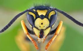 Black And White Wasp Identification Menace German Super Wasp Has Three Black Spots On His Face And Is Bigger Than The Average Wasp Wasp British Garden Wild Kingdom