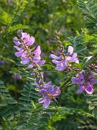 Image result for Indigofera erythrogramma