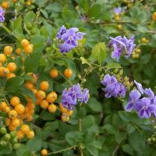 Image result for Duranta erecta
