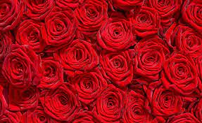 When i was kid i always liked play with numbers and play with roes ,and i show to my family weird stuff that i don't know what it i arrive to the room and i saw my son and my wives in bed full of blood and roses. Hd Wallpaper Million Roses Bed Red Roses Petals Bouquet Wonderful Wallpaper Flare
