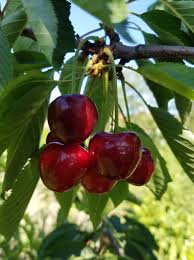 They're good looking, easy to grow, and offer delicious, juicy cherries that are just too good to resist. Romeo Cherry Fruit Trees How To Grow Romeo Cherries