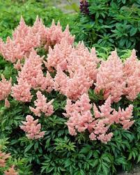 Check spelling or type a new query. Seeds Bulbs Rosy Lilac Perennial 50 Astilbe Pumila Flower Seeds Deer Resistant Shade Home Garden