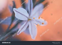 Image result for Trachyandra saltii