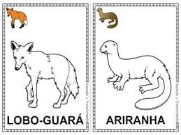 Conheça e veja exemplos dos animais mais conhecidos da amazônia. Pin Em 1 Ano