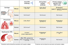 Frontiers Mechanisms Of Naturally Acquired Immunity To Streptococcus Pneumoniae Immunology