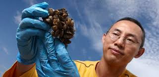 Quagga Mussels Reach Record Numbers in Lake Mead, UNLV Research Finds