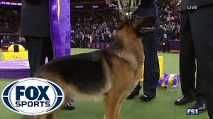 Rumor's handler, kent boyles, and westminster kennel club's gail miller bisher discuss the competition with wsj's tanya rivero. German Shepherd Rumor Wins Best In Show Westminster Dog Show 2017 Fox Sports Youtube