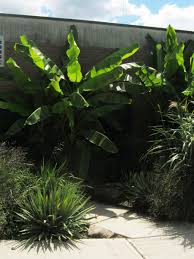 So how are we growing banana trees here? How To Grow Banana Plants In Cool Climates Dengarden