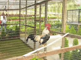Leng yang these pictures of this page are about:cheng leng yang. Cameron Highlands Farm Rooster 1 Cheng Leng Chan Flickr