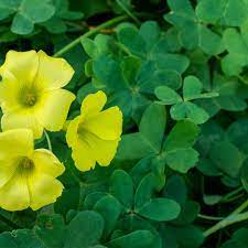 Wood sorrel weeds that look like clover with yellow flowers. Pros And Cons Of Oxalis Cardinal Lawns