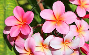 3.9 out of 5 stars. Pink Plumeria Flowers Hawaii Stock Photo Picture And Royalty Free Image Image 27907114
